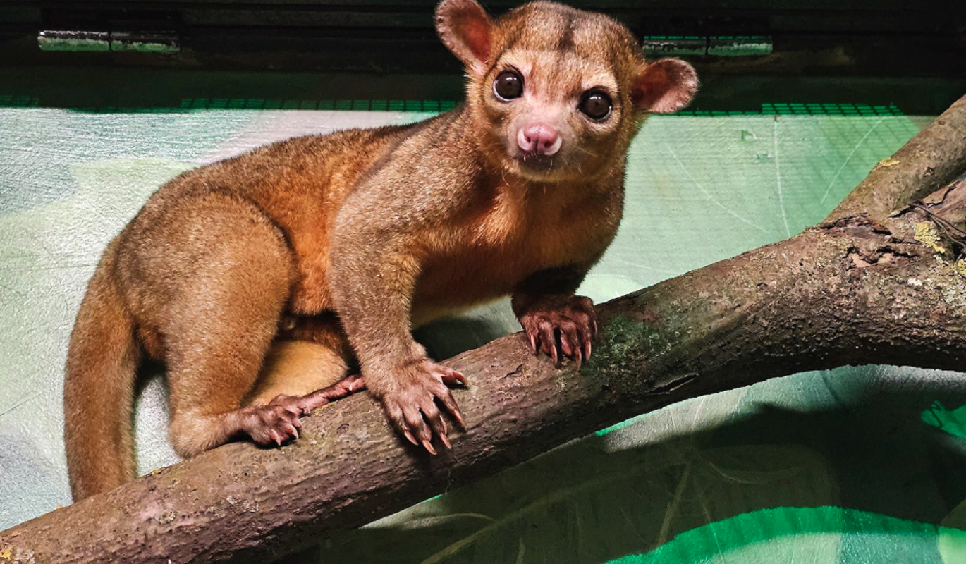 Более 310 животных переехали в Московский зоопарк в 2025 году – Собянин