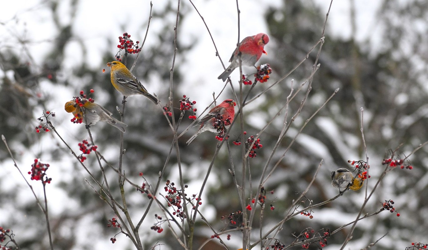 Редкие гости столицы: в Кусковском лесопарке заметили щуров