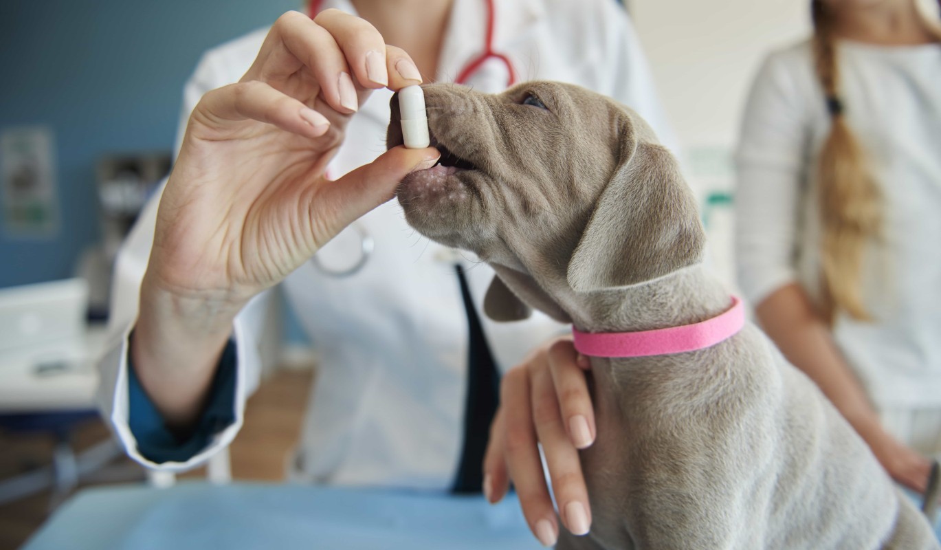 Амклав®Вет от "ПРОМОМЕД": отечественный антибиотик для лечения инфекций у животных