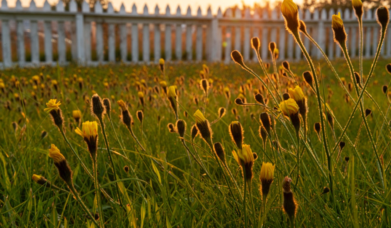 За это растение на участке придется заплатить 1 млн рублей: новые правила вступают в силу с 1 марта