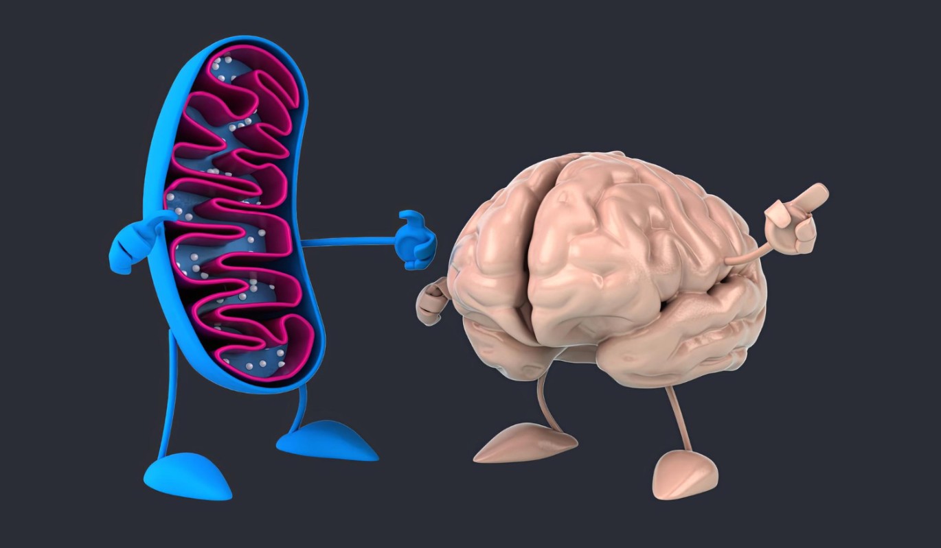Мозг посылает аномальные сигналы: ученые выяснили, как бессонница разрушает кишечник на клеточном уровне