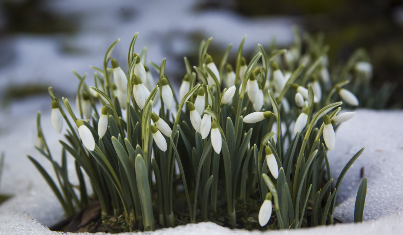 День пробуждения силы: почему 6 марта важно довести все дела до конца