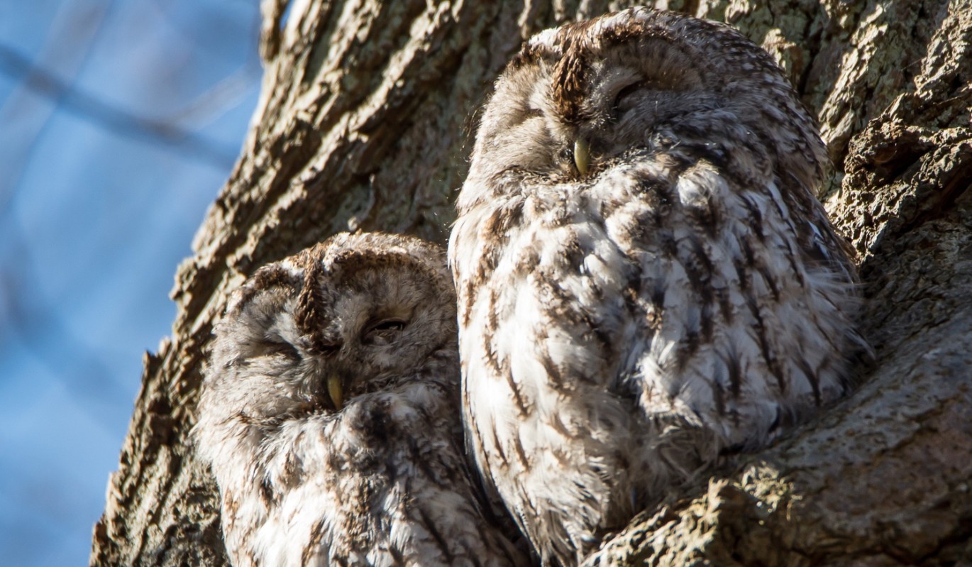 Как "сове" легко проснуться на несколько часов раньше и чувствовать себя бодро