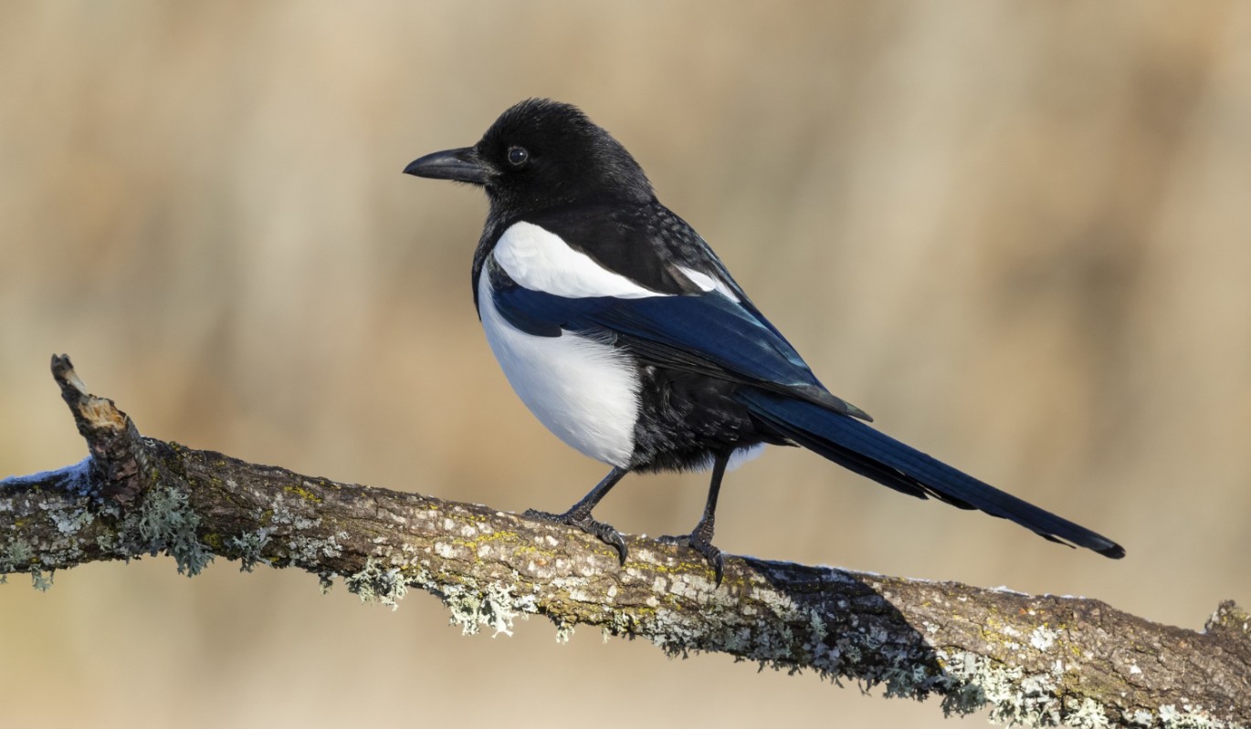 Сорок птиц несут весну: какой тайный обряд 22 марта спасет ваш урожай