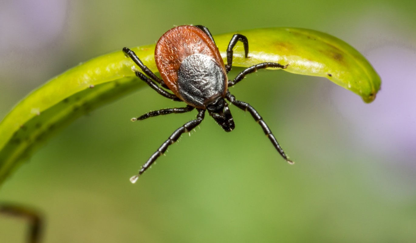 Симптомы энцефалита и болезни Лайма: апрельское нашествие клещей грозит россиянам смертельной опасностью