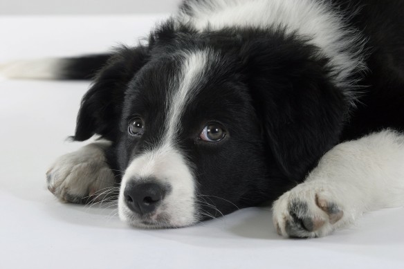 Фото: GLOBAL LOOK press/imagebroker