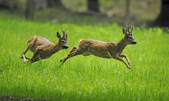 Фото: globallookpress.com/F. Sommariva