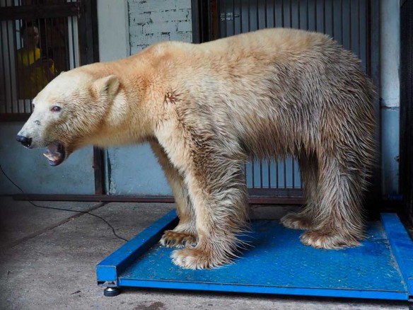Фото предоставлено зоопарками – участниками Программы опеки белых медведей