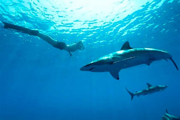 Фото: Reefhunter