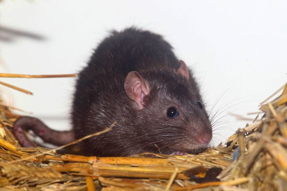 Сонник: крысы и мыши