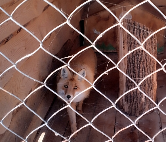 Лиса Лиза в приюте для диких животных "Дом Айболита". Фото: Екатерина Ежова