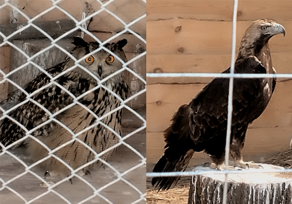 Филин и могильник, хищные птицы в приюте для пострадавших диких животных "Дом Айболита".Фото: Екатерина Ежова
