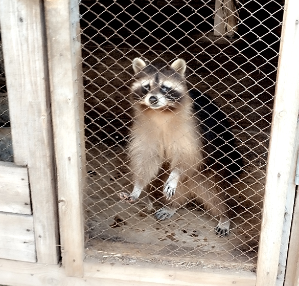 Енот-полоскун Макс в приюте для пострадавших диких животных "Дом Айболита".Фото: Екатерина Ежова