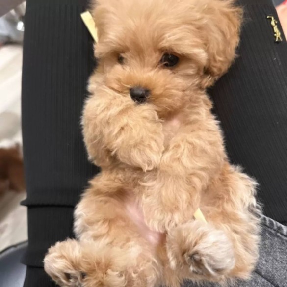 Фото: соцсети / @borodylia