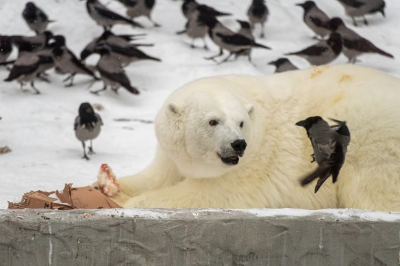 Московский зоопарк. Фото: Komsomolskaya Pravda / Global Look Press / www.globallookpress.com