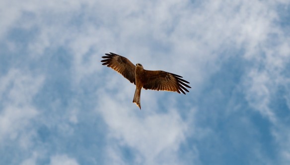 Фото: Storme22k / pixabay.com