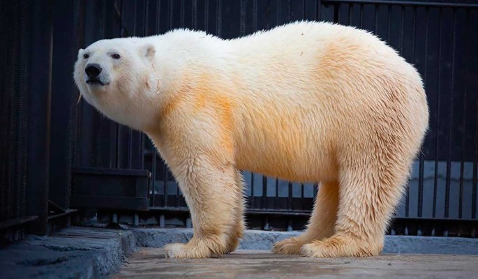 Ученые установили, что белые медведи на участках „Роснефти“ максимально упитанны