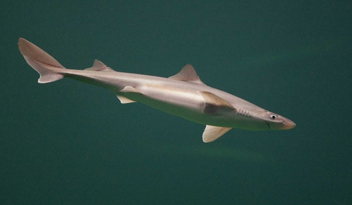 Рыбаки сняли на видео редкую акулу в окрестностях Сочи