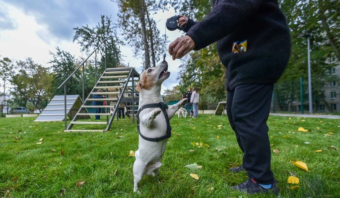 Эксперты поддержали создание новых собачьих площадок в Москве