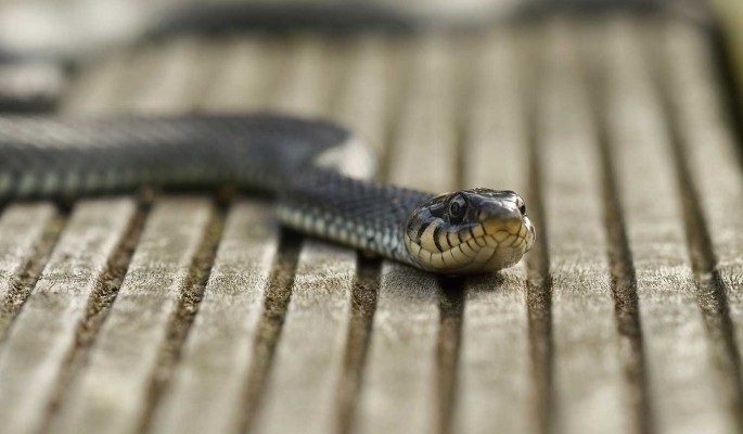 Главное  не обижать: Как вести себя при встрече со змеей