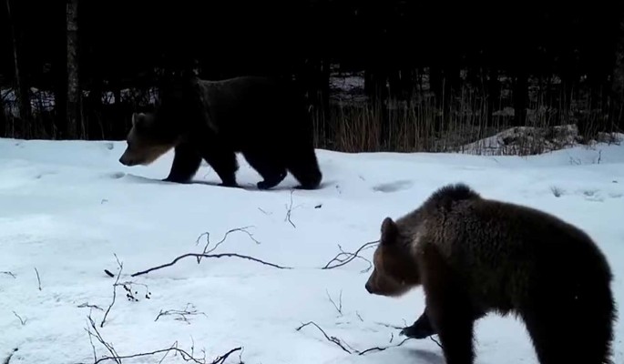 Нетрадиционная семья медведей шокировала ученых