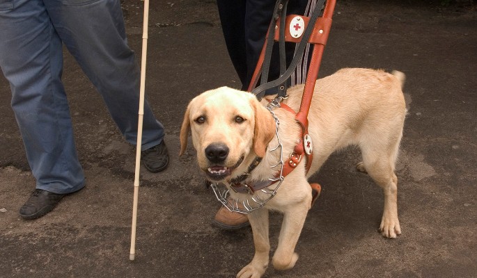 НКО в Москве готовят собак-помощников для людей с ограниченными возможностями