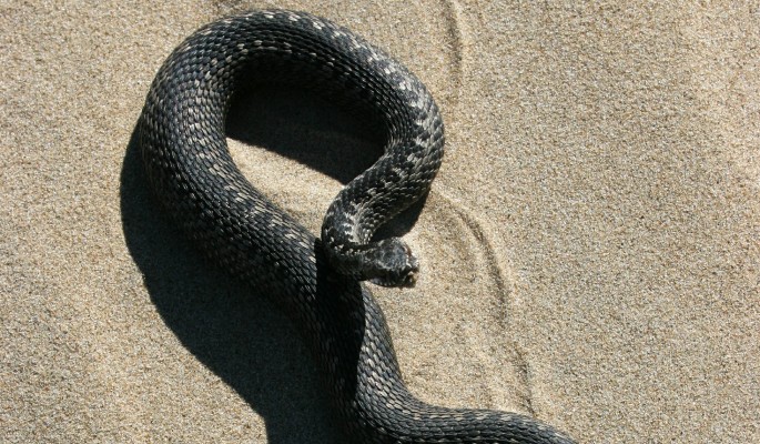 "В шаге от смерти": агрессивные змеи напали на звезду "Гончих"