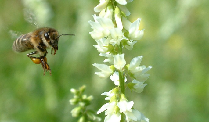 День Зосимы Пчельника: Что нельзя делать 2 июля 2022 года