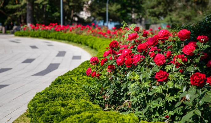 Собянин: В этом году в Москве зацветет 55 миллионов цветов 