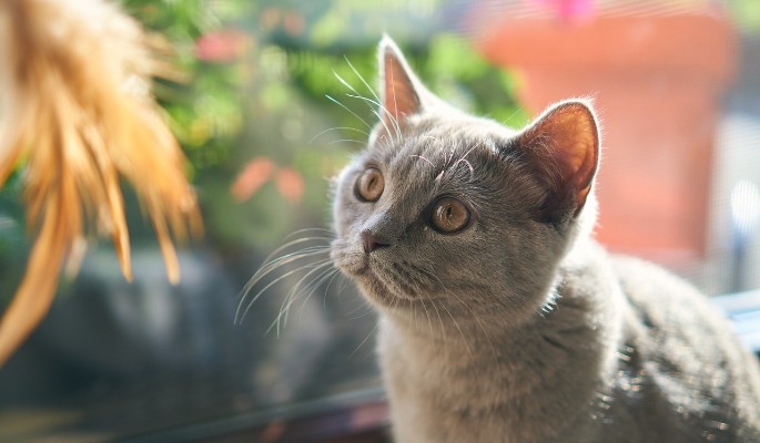 Как помочь кошке в жару – совет ветеринара