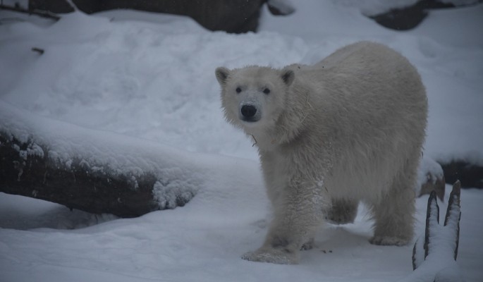 В Сибири проводят спецоперацию по спасению белого медведя