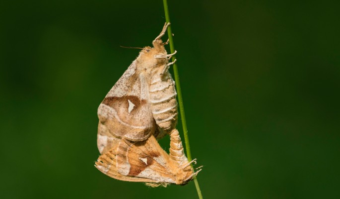 Необычное явление: бабочки непарного шелкопряда атакуют Подмосковье