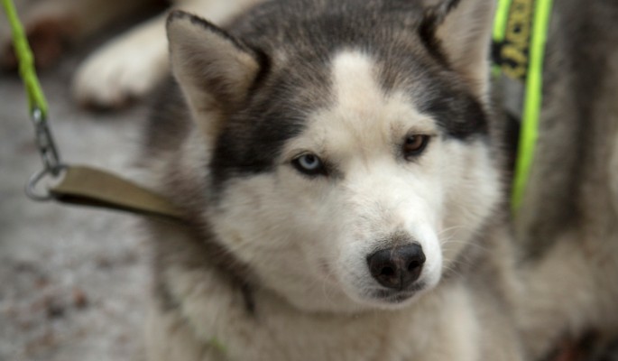 "Попадают сюда из настоящего ада": хаски-деревня в Подмосковье дает собакам вторую жизнь
