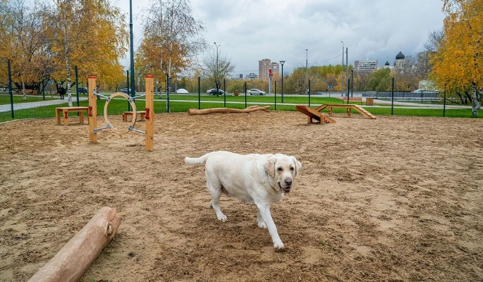 Площадки для собак и спортивный кластер: что изменилось в парках Москвы