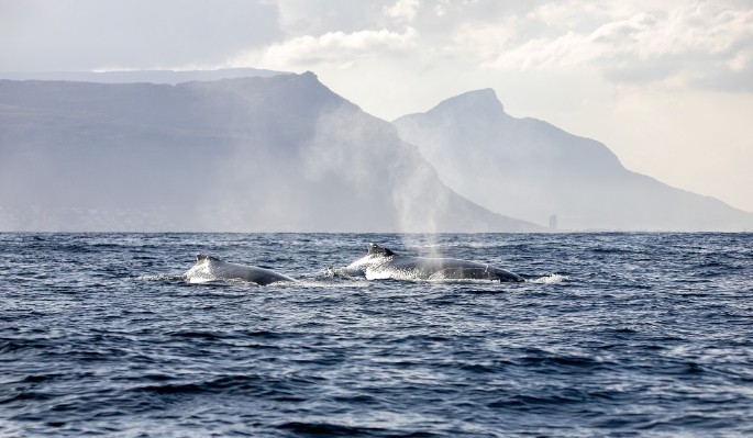 Уникальные кадры: туристы сняли на видео роды кита