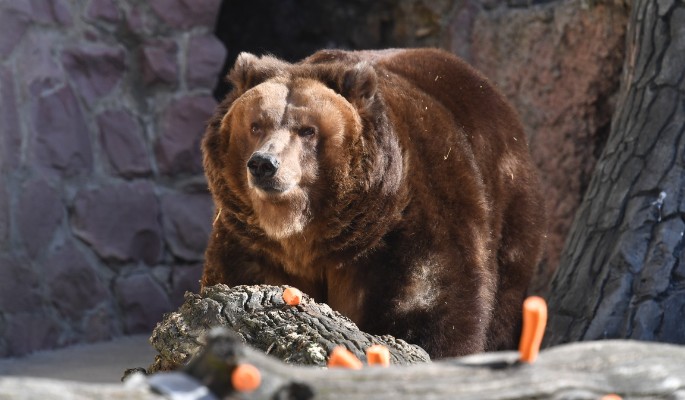 Лесные развлечения медвежонка попали на камеру  видео
