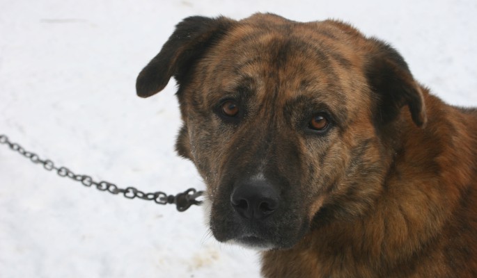 Корм для собак хотят производить в России более чем за 50 млн рублей