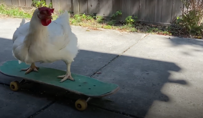 Курица на скейте и велосипеде: забавное видео покорило Сеть