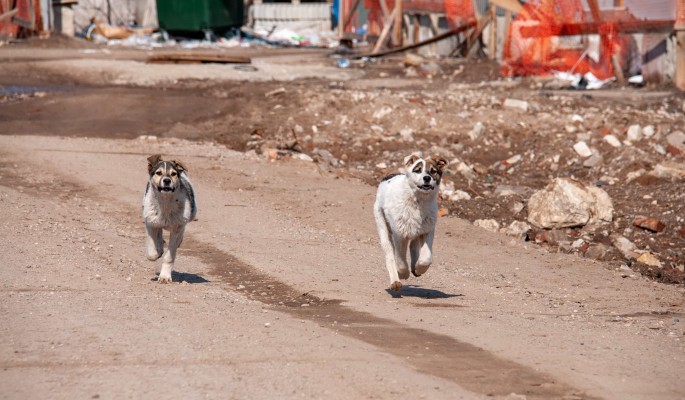Собаки загрызли мужчину в Иркутской области