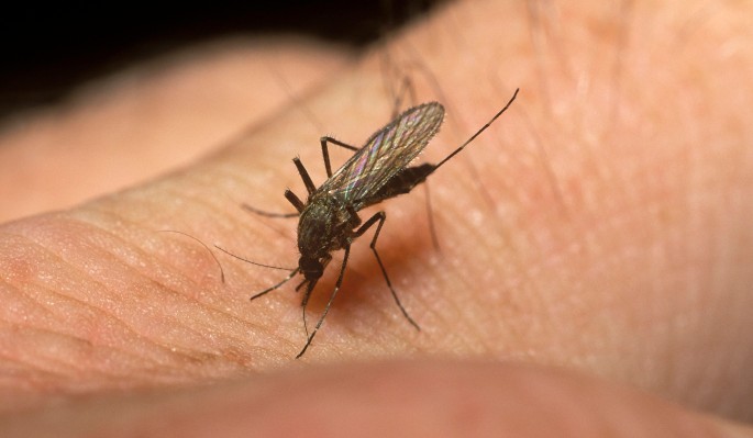 Каких людей чаще кусают комары – объяснили ученые