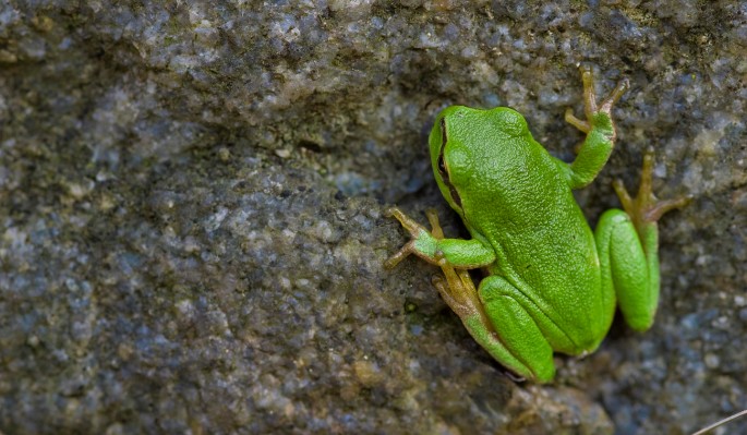 Зачем квакает лягушка? 10 фактов о жизни удивительного создания ::  Lifestyle :: Дни.ру