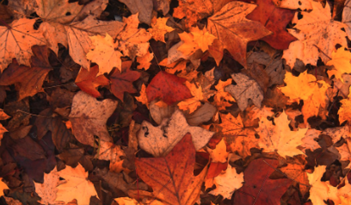 Психолог: полюбить осень помогут прогулки и создание уюта дома
