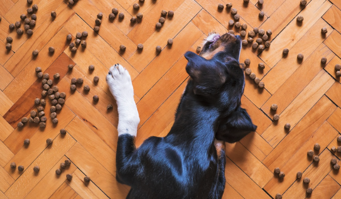 Чем не стоит кормить своих собак: ветеринар назвала опасные лакомства