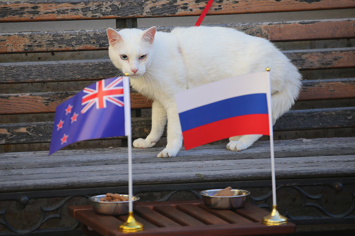 Кот украинец. Животные с флагом России. Флаг с котом. Котик с флагом России. Кот с флажком.