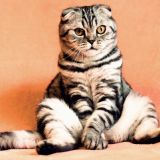 Ермилов день: зачем сидеть дома и следить за кошками 26 января