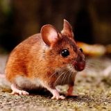 Трифон-мышегон: необычные запреты на 14 февраля