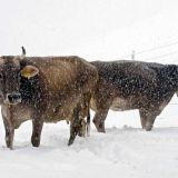 Агафья Коровница: странный праздник в честь жуткой расправы 18 февраля