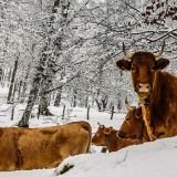 Вукол Телятник: любовный рецепт на 19 февраля