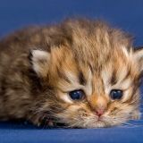 Переносчики коронавируса? Ветеринар сделал сенсационное заявление о кошках