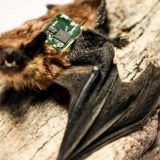 Слухи о массовом чипировании людей из-за коронавируса шокировали народ